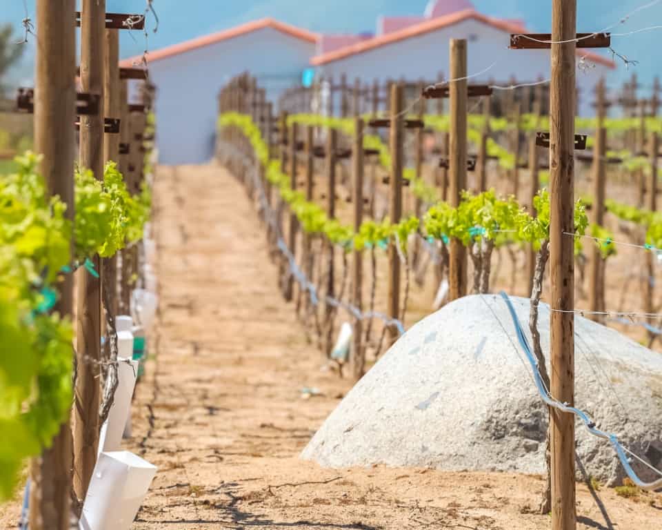 Vineyard at Montevalle in Valle de Guadalupe Mexico
