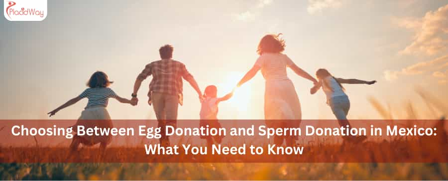 Choosing Between Egg Donation and Sperm Donation in Mexico What You Need to Know