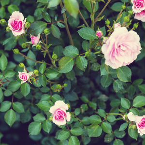 Municipal Rose Garden, San Jose